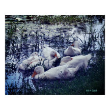 Estropía de los Ducks de animales