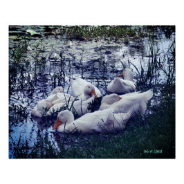 Póster Estropía de los Ducks de animales