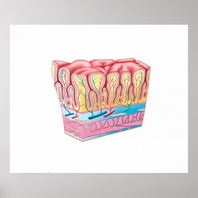 Póster Estructura De Anatomía Y Capas De La Pared De Estó (Frente)