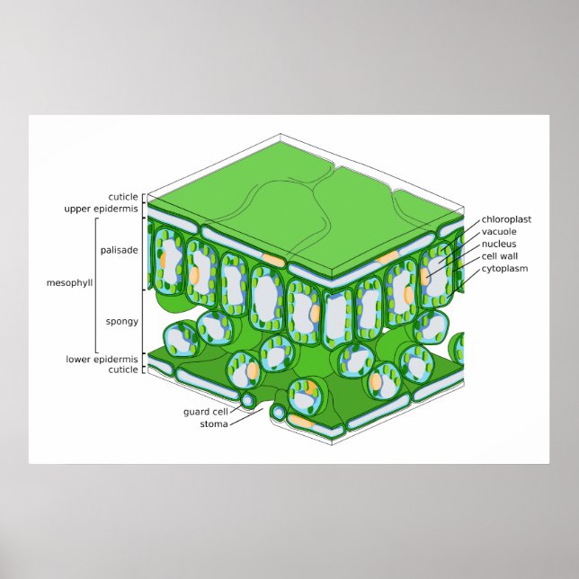 Póster Estructura de escala fina de un diagrama de hoja (Frente)