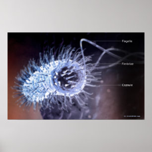 Póster Estructura de una célula helicobacter pylori