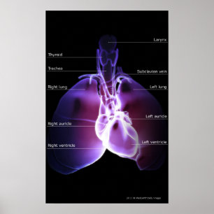 Póster Estructura del corazón y de los pulmones