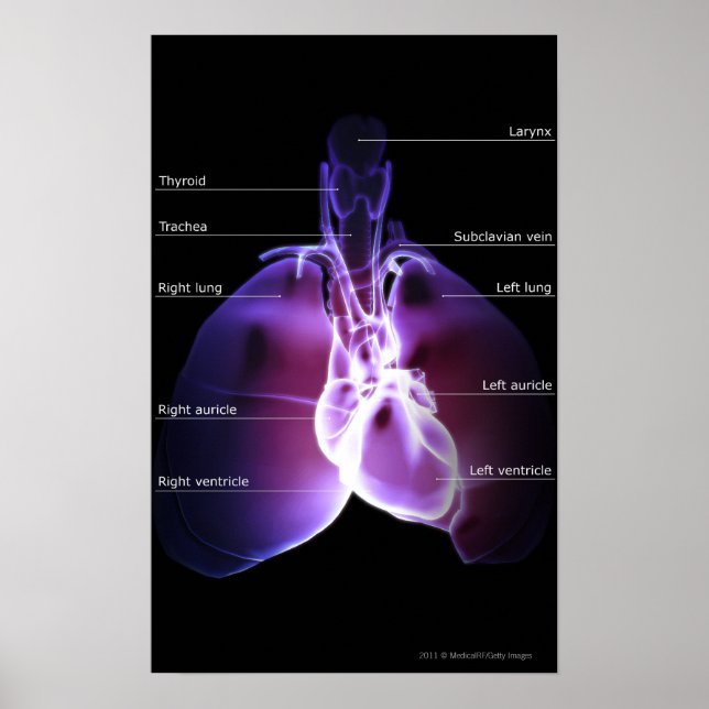Póster Estructura del corazón y los pulmones (Frente)
