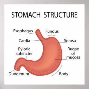 Póster estructura del estómago