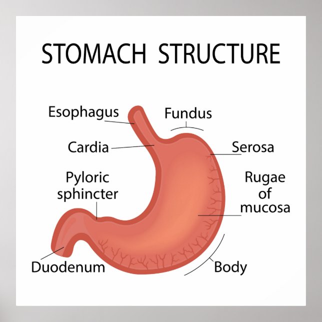 Póster Estructura del estómago (Frente)