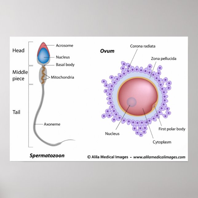 Póster Estructura del huevo y esperma (Frente)
