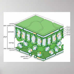 Póster Estructura del Tejido Foliar Diagrama de Célula Ve