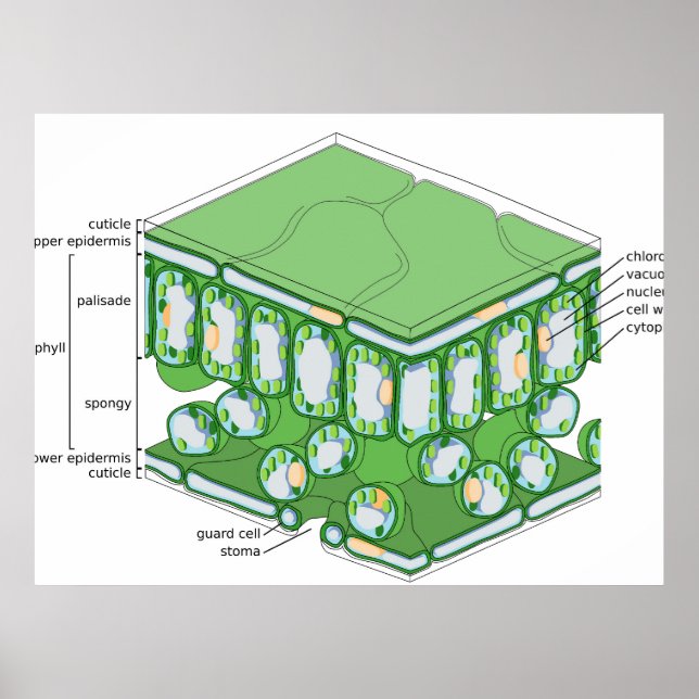 Póster Estructura del Tejido Foliar Diagrama de Célula Ve (Frente)
