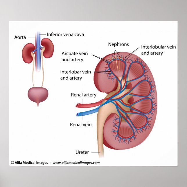 Póster Estructura renal con suministro de sangre, etiquet (Frente)
