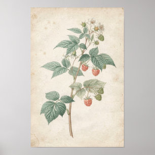 Póster Estudio Botánico de Caña de Frambuesa sobre Marfil