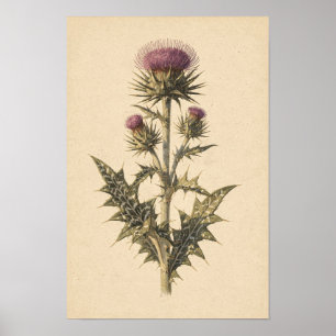 Póster Estudio Botánico de Cardo Mariano Cartel de 12 ×