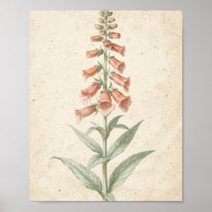 Póster Estudio botánico de flor de dedalera de coral