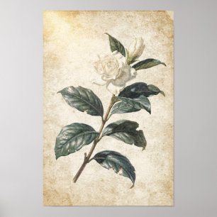 Póster Estudio botánico de gardenia blanca sobre marfil