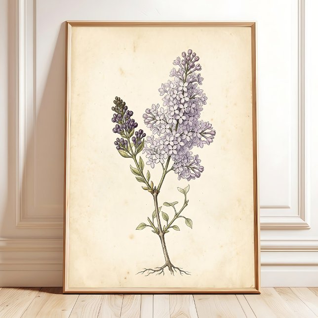 Póster Estudio Botánico de Lila en Lienzo (Subido por el creador)