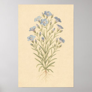 Póster Estudio Botánico de Lino Azul Cartel de 12 × 18