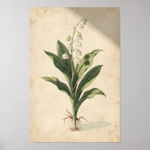 Póster Estudio botánico de lirio de los valles en marfil