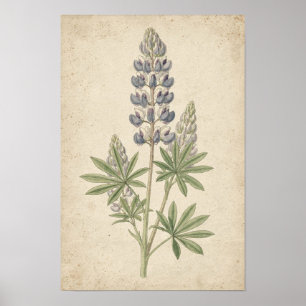 Póster Estudio Botánico de Lupino en Marfil