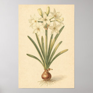 Póster Estudio botánico de Narciso Paperwhite 12 × 18 P