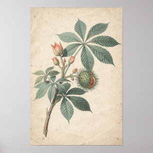 Póster Estudio botánico de rama de castaño de indias sobr