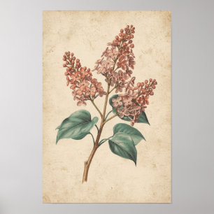 Póster Estudio botánico de rama de lila sobre marfil