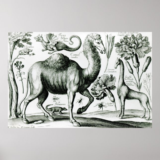 Póster Estudio de animales y flores, grabado (Frente)