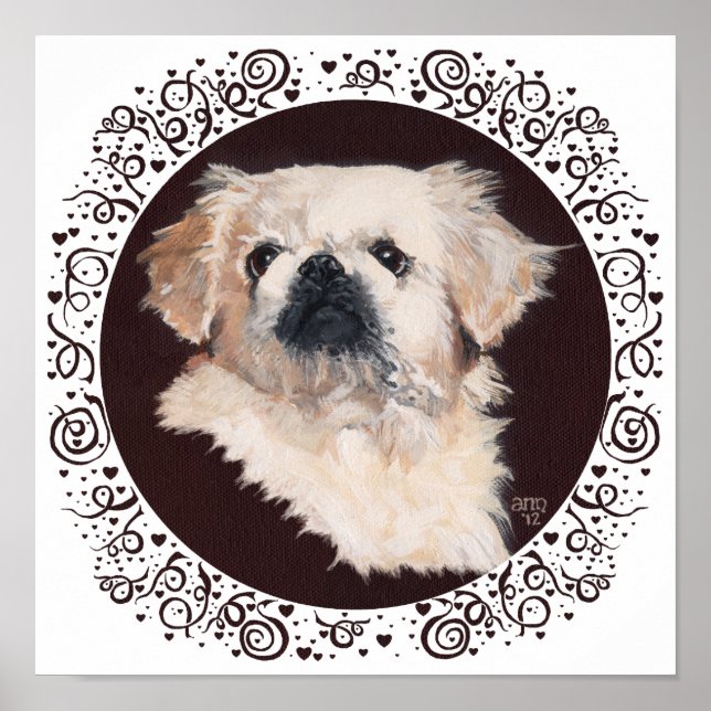 Póster Estudio de cabeza de Pekinés blanco (Frente)
