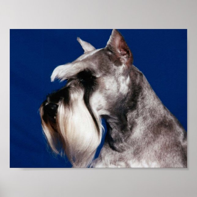 Póster Estudio de cabeza de Schnauzer en miniatura (Frente)