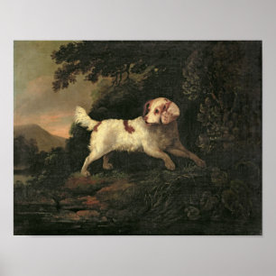 Póster Estudio de Clumber Spaniel
