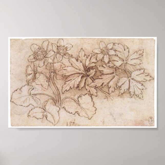 Póster Estudio de dos plantas, Leonardo Da Vinci (Frente)
