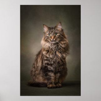 Póster Estudio de gato elegante retrato