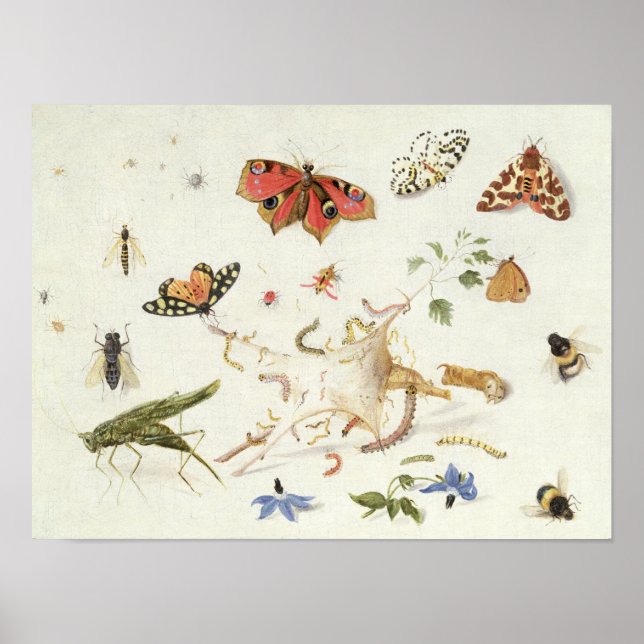 Póster Estudio de insectos y flores (Frente)