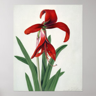 Póster Estudio de la flor,