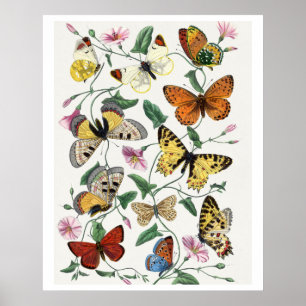 Póster Estudio de las mariposas diurnas de Paul Gervais