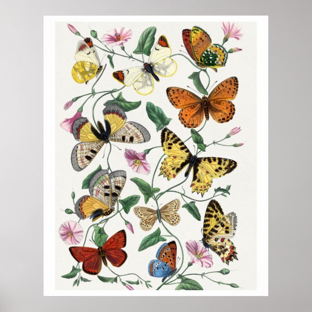 Póster Estudio de las mariposas diurnas de Paul Gervais (Frente)