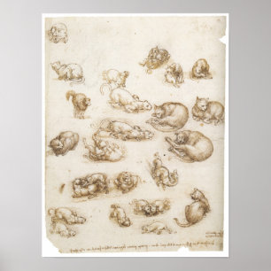 Póster Estudio de los gatos, Leonardo da Vinci