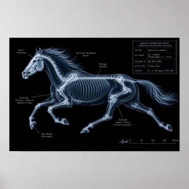 Póster Estudio de movimiento de galope de caballo con ray (Frente)