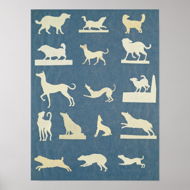 Póster Estudio de perros (Frente)