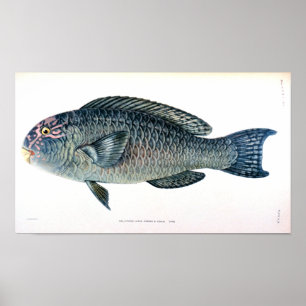 Póster Estudio de pescado histórico