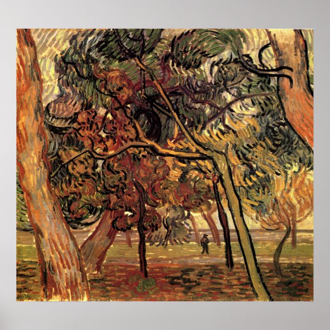 Póster Estudio de Pinos por Vincent van Gogh (Frente)
