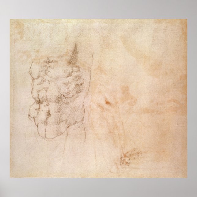 Póster Estudio de Torso (Frente)