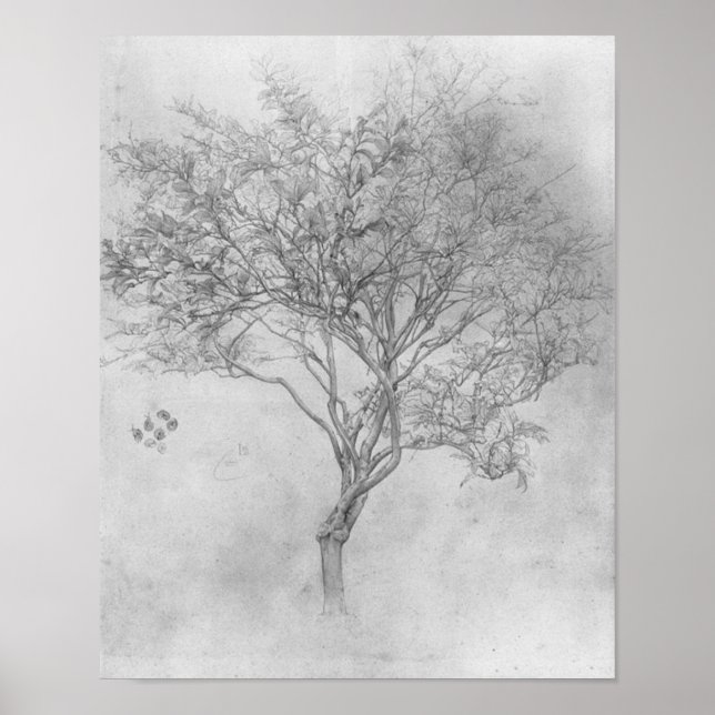 Póster Estudio de un árbol limón - 1859 - Poster (Frente)
