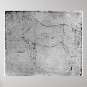 Póster Estudio de un caballo