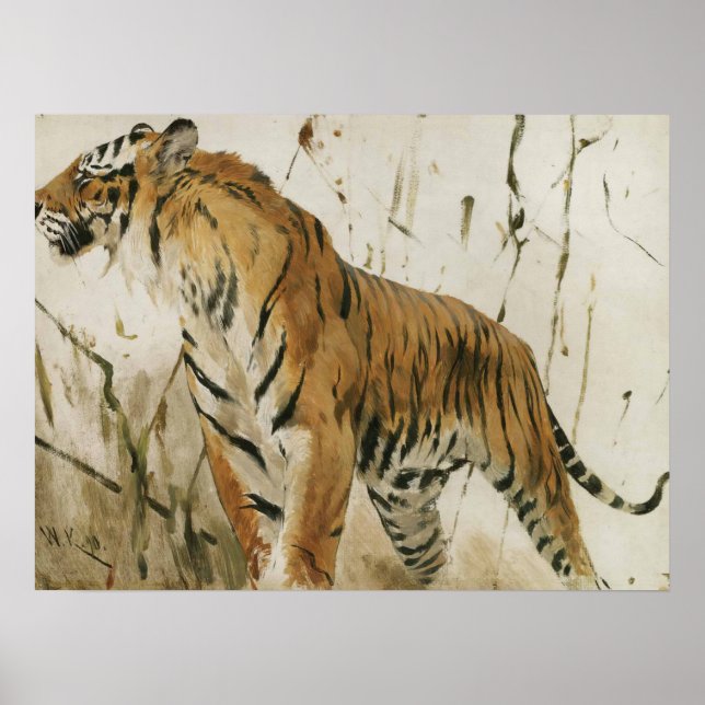Póster Estudio de un tigre por Wilhelm Kuhnert (Frente)