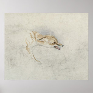 Póster Estudio de un zorro agobiante, frente al verso der