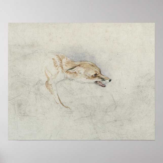 Póster Estudio de un zorro agobiante, frente al verso der (Frente)