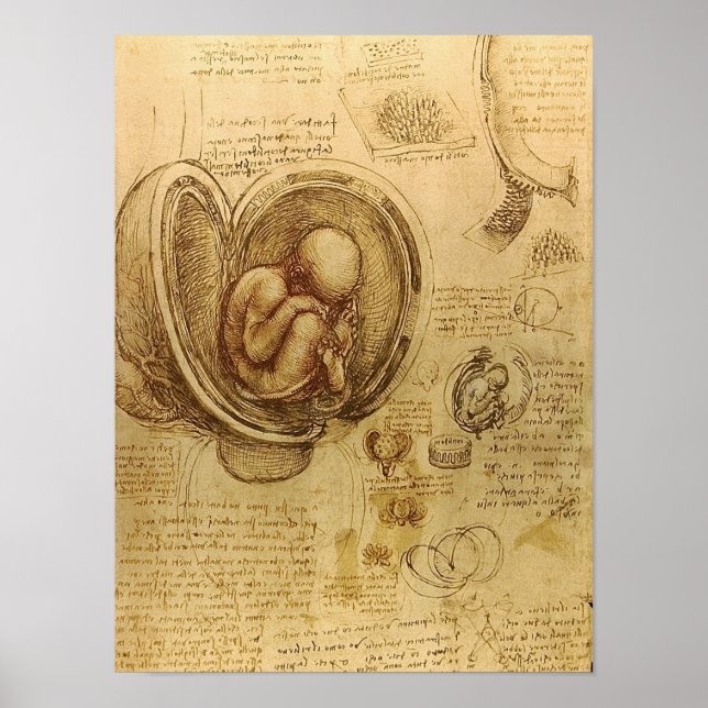 Póster Estudio del feto de bebé de Leonardo da Vinci (Frente)