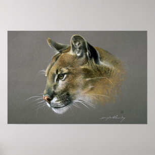 Póster Estudio del puma
