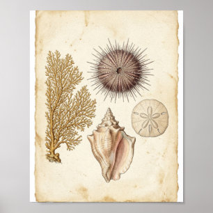 Póster Estudio Naturalista Marino de Arrecife de Coral An