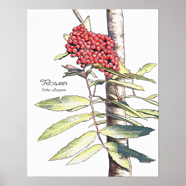 Póster Estudio Rowan (Frente)