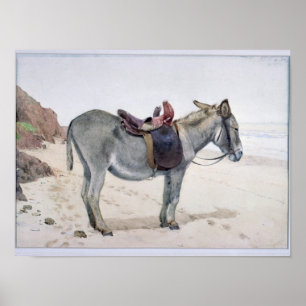 Póster Estudios de animales